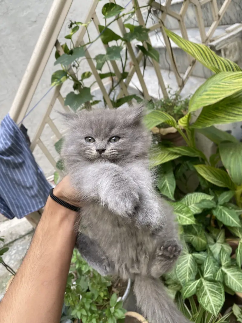 White and grey persian kitten — photo 5