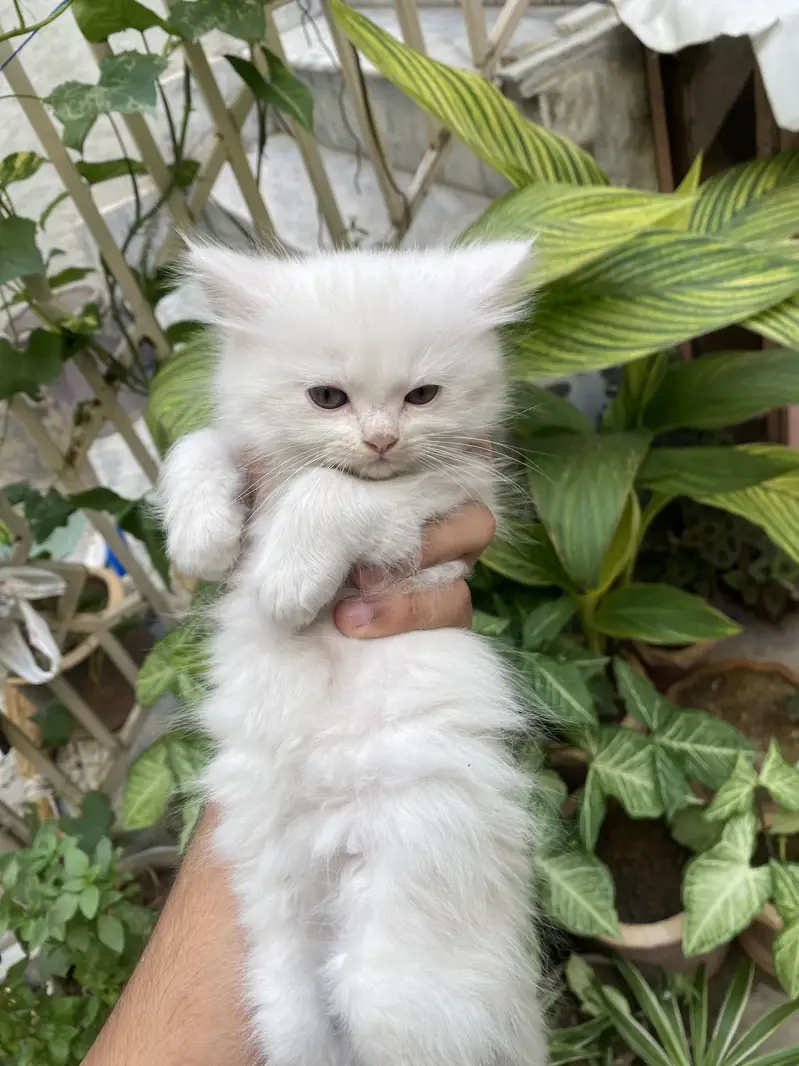 White and grey persian kitten — photo 7
