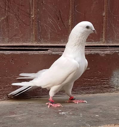 Neelduma male for sale