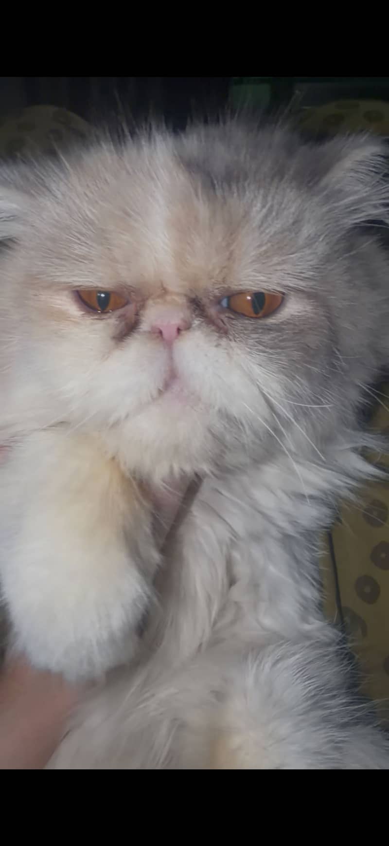 Quality cat 2
