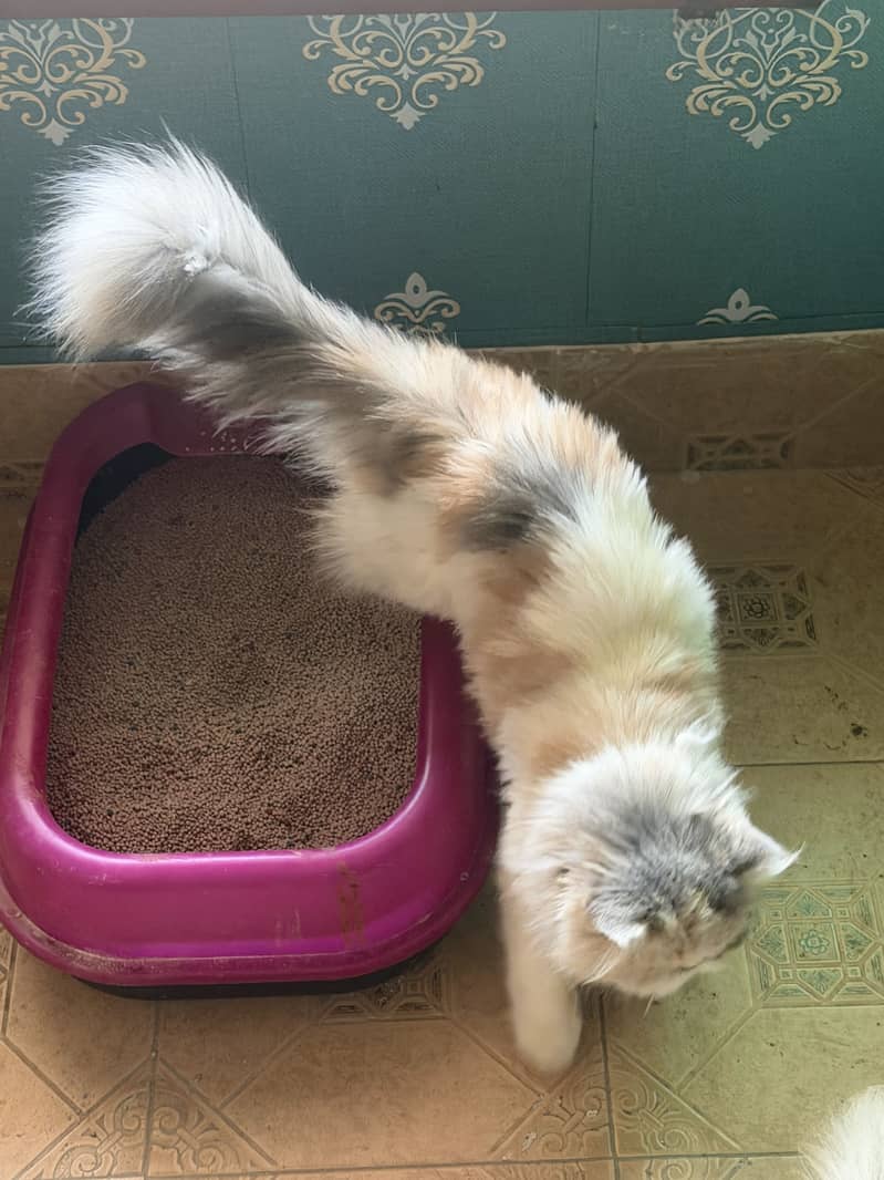 Quality cat 3
