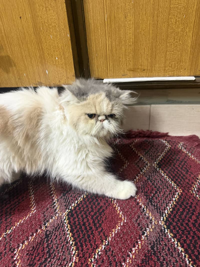 Quality cat 4