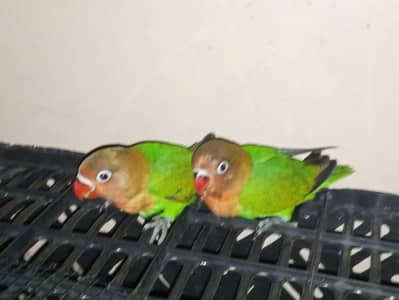 Beautiful Green Lovebirds for Sale  | Friendly & No Bite