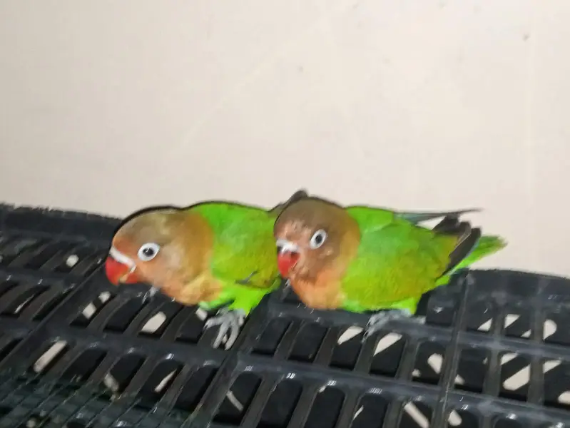 Beautiful Green Lovebirds for Sale  | Friendly & No Bite