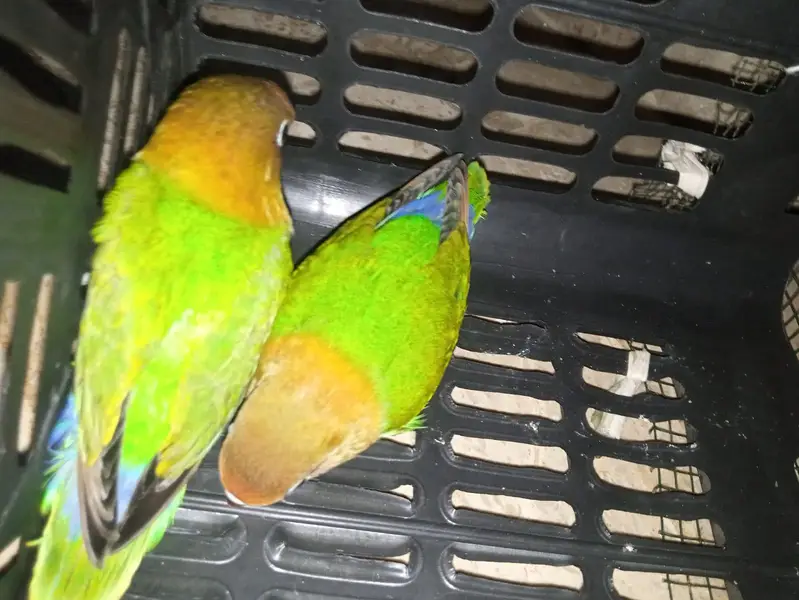Beautiful Green Lovebirds for Sale  | Friendly & No Bite — photo 2