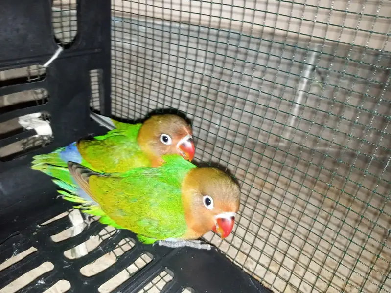 Beautiful Green Lovebirds for Sale  | Friendly & No Bite — photo 3