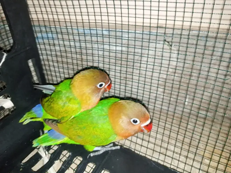 Beautiful Green Lovebirds for Sale  | Friendly & No Bite — photo 4