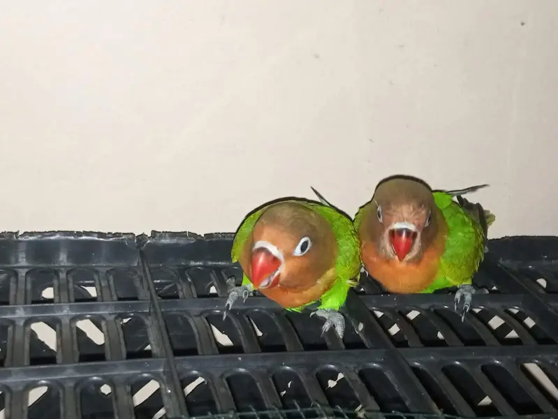 Beautiful Green Lovebirds for Sale  | Friendly & No Bite — photo 5