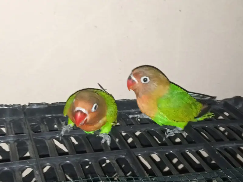 Beautiful Green Lovebirds for Sale  | Friendly & No Bite — photo 6