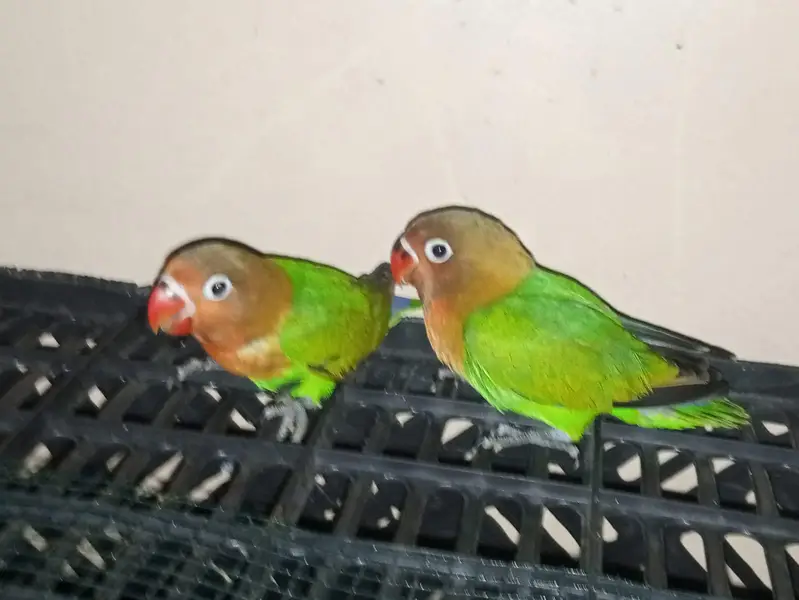 Beautiful Green Lovebirds for Sale  | Friendly & No Bite — photo 7