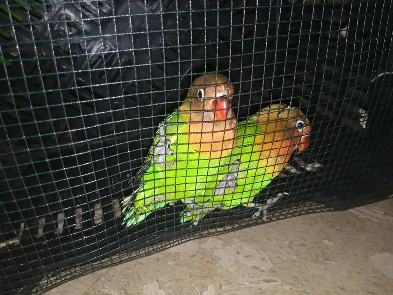 Beautiful Green Lovebirds for Sale  | Friendly & No Bite — photo 8