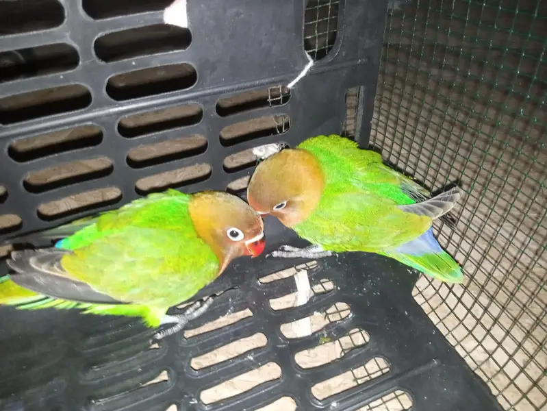 Beautiful Green Lovebirds for Sale  | Friendly & No Bite — photo 9