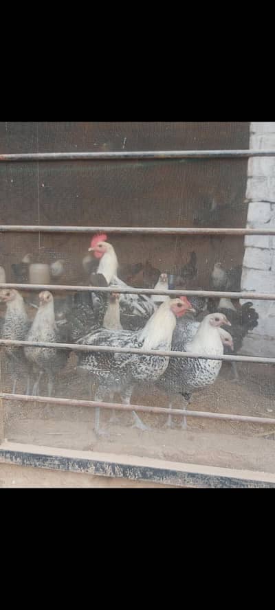 Fayoumi misri for sale