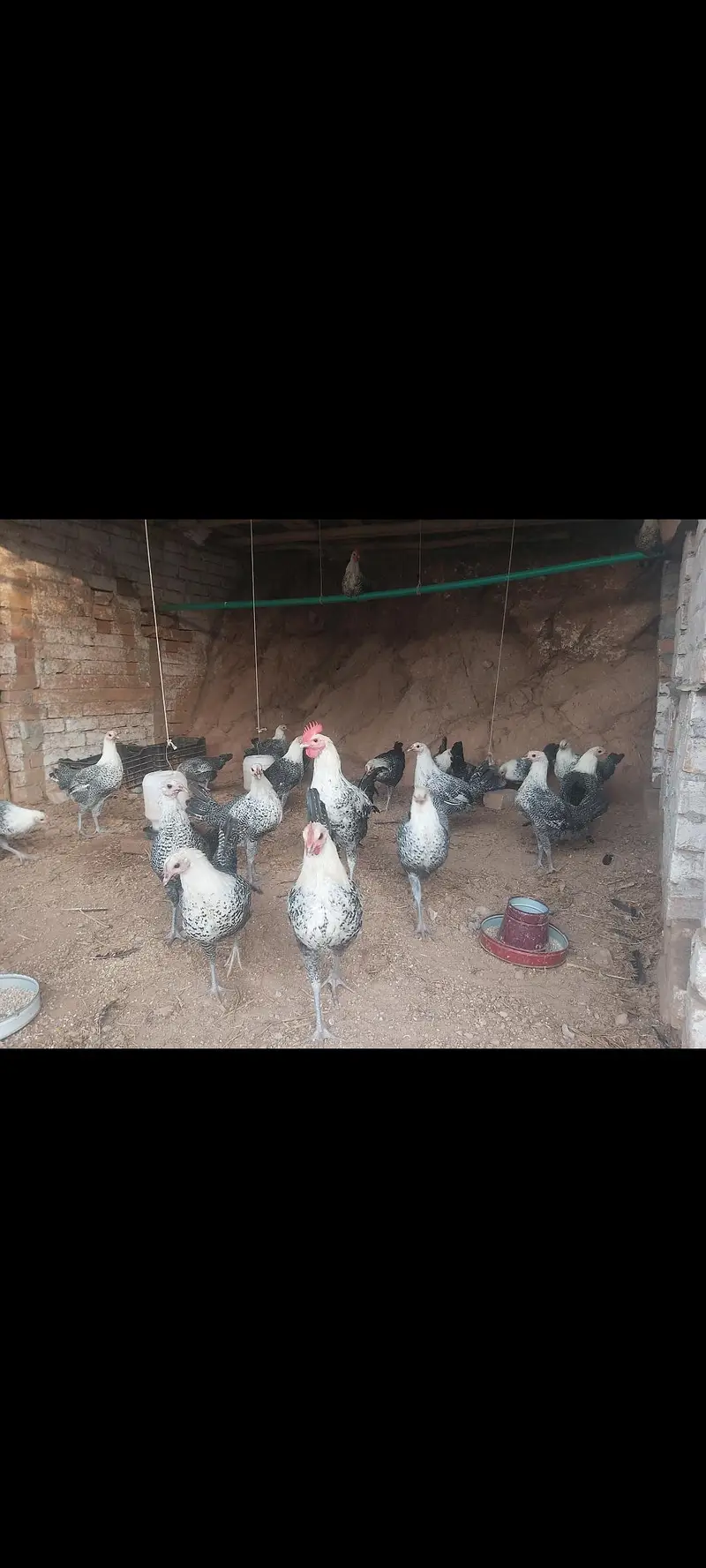 Fayoumi misri for sale — photo 2