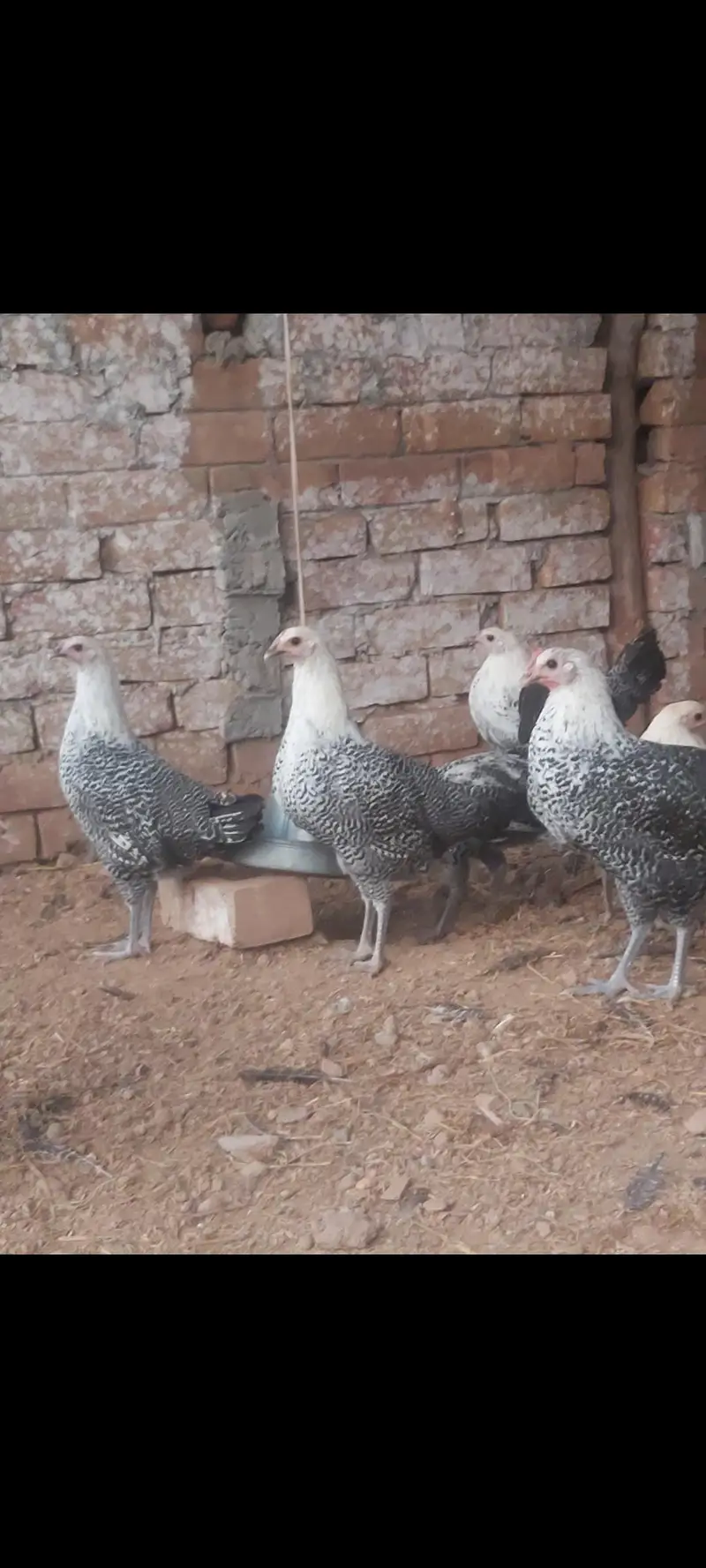 Fayoumi misri for sale — photo 3