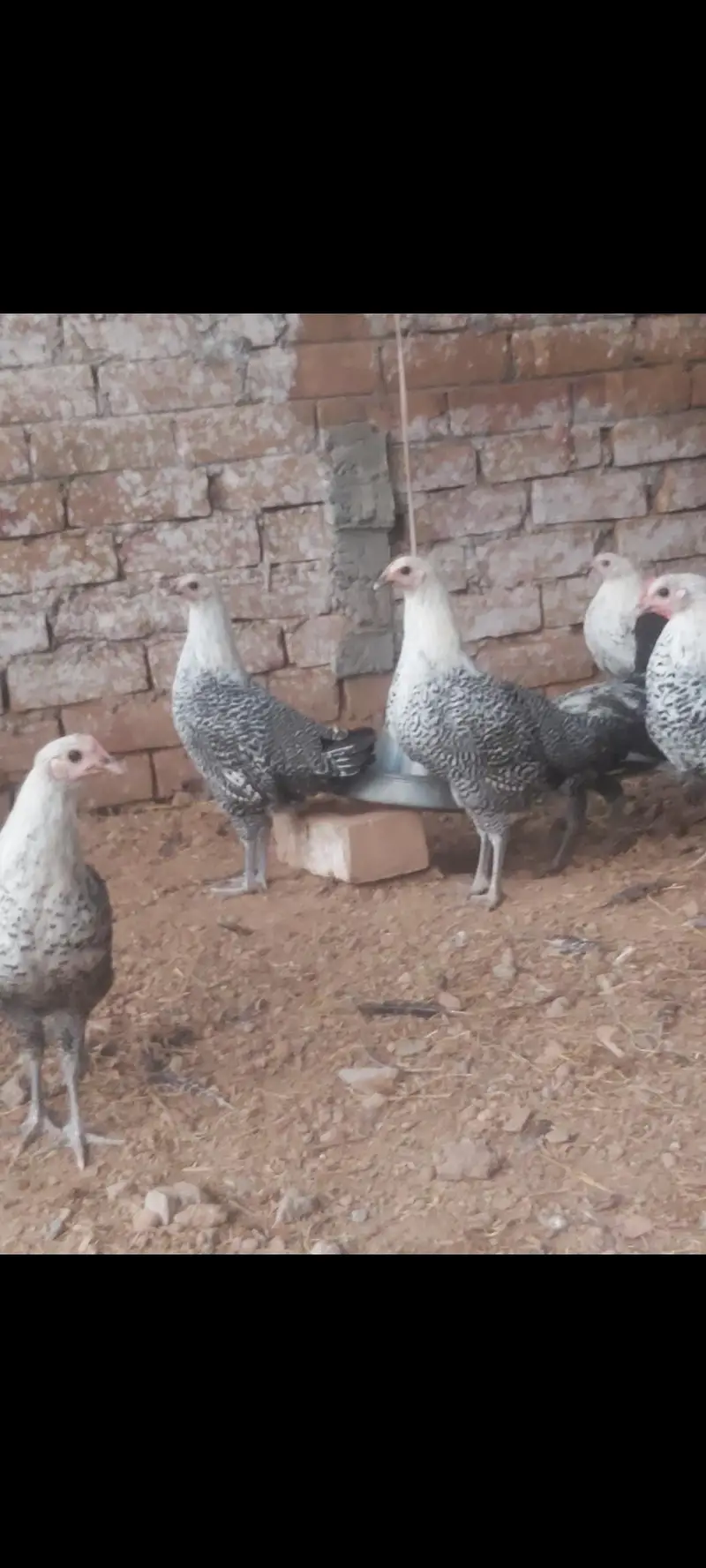 Fayoumi misri for sale — photo 4