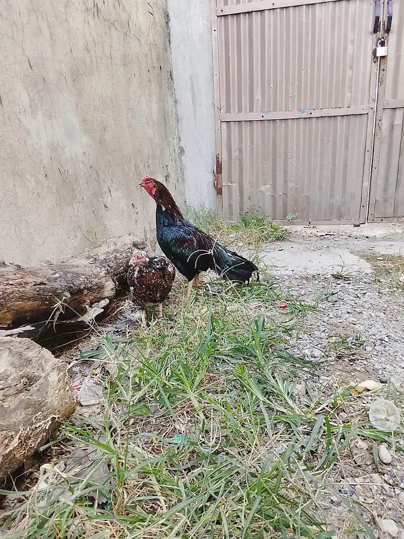 Adeel heens pair — photo 6