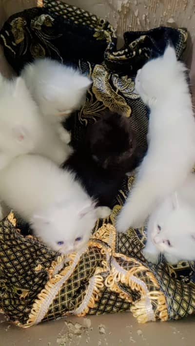 kitten for sale only serious buyer contact kary