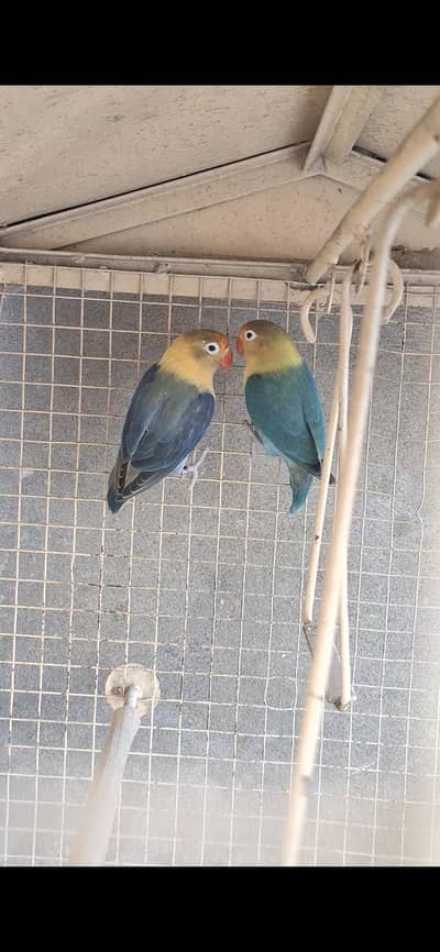 breeder pair for sale.