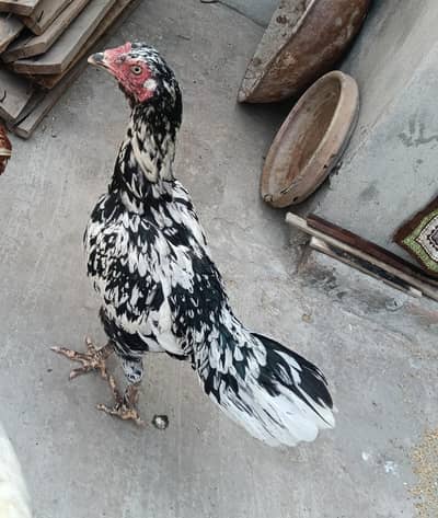 pure Aseel Murgi for Sale