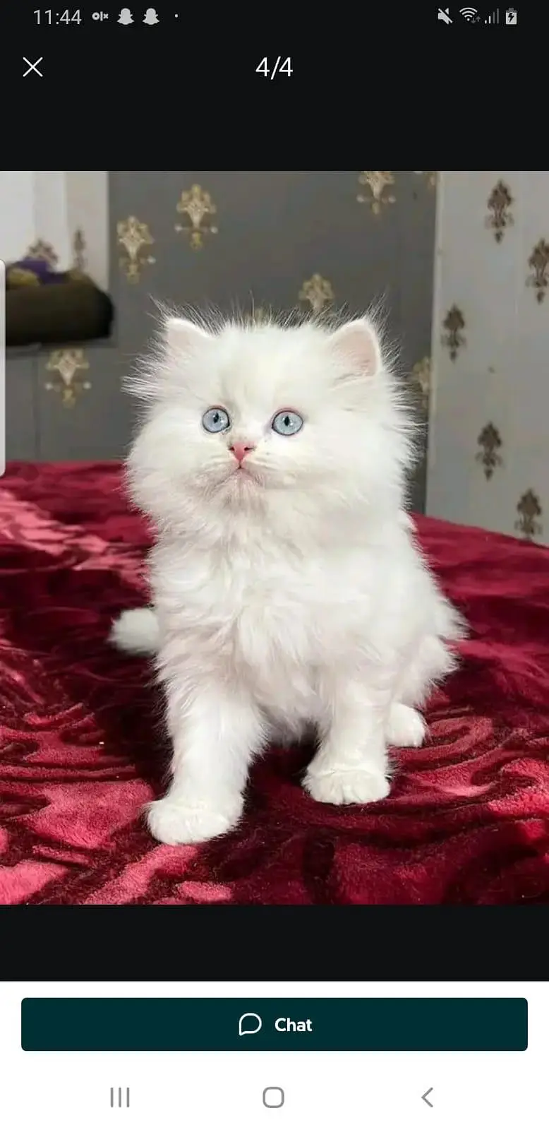 Persian kittens for sale Only contact whatup 03375158177 — photo 2