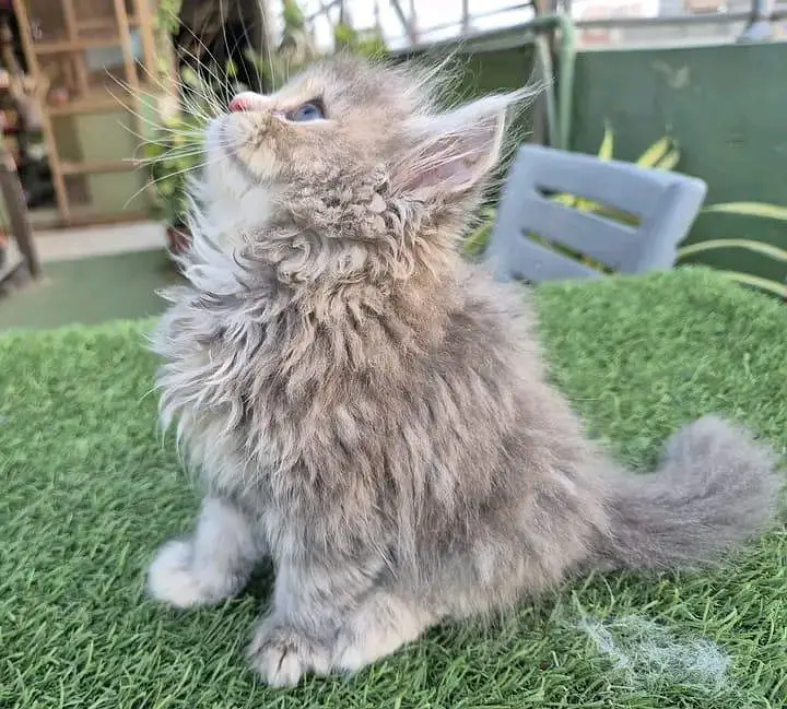 Persian kittens for sale Only contact whatup 03375158177 — photo 4