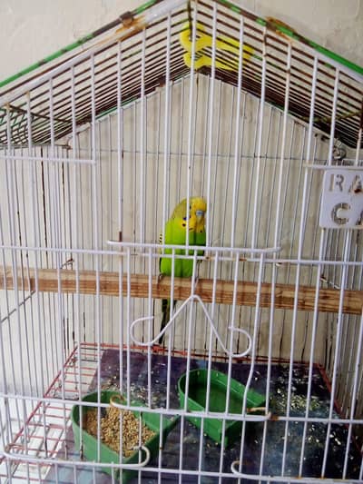 Hand team parrot with cage