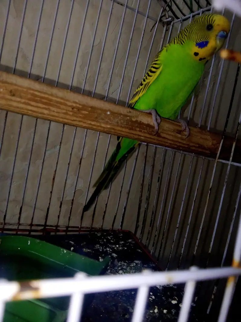 Hand team parrot with cage — photo 2