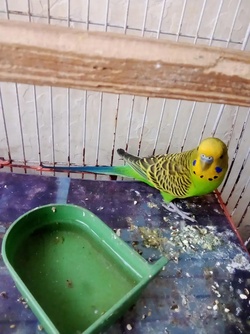 Hand team parrot with cage — photo 3