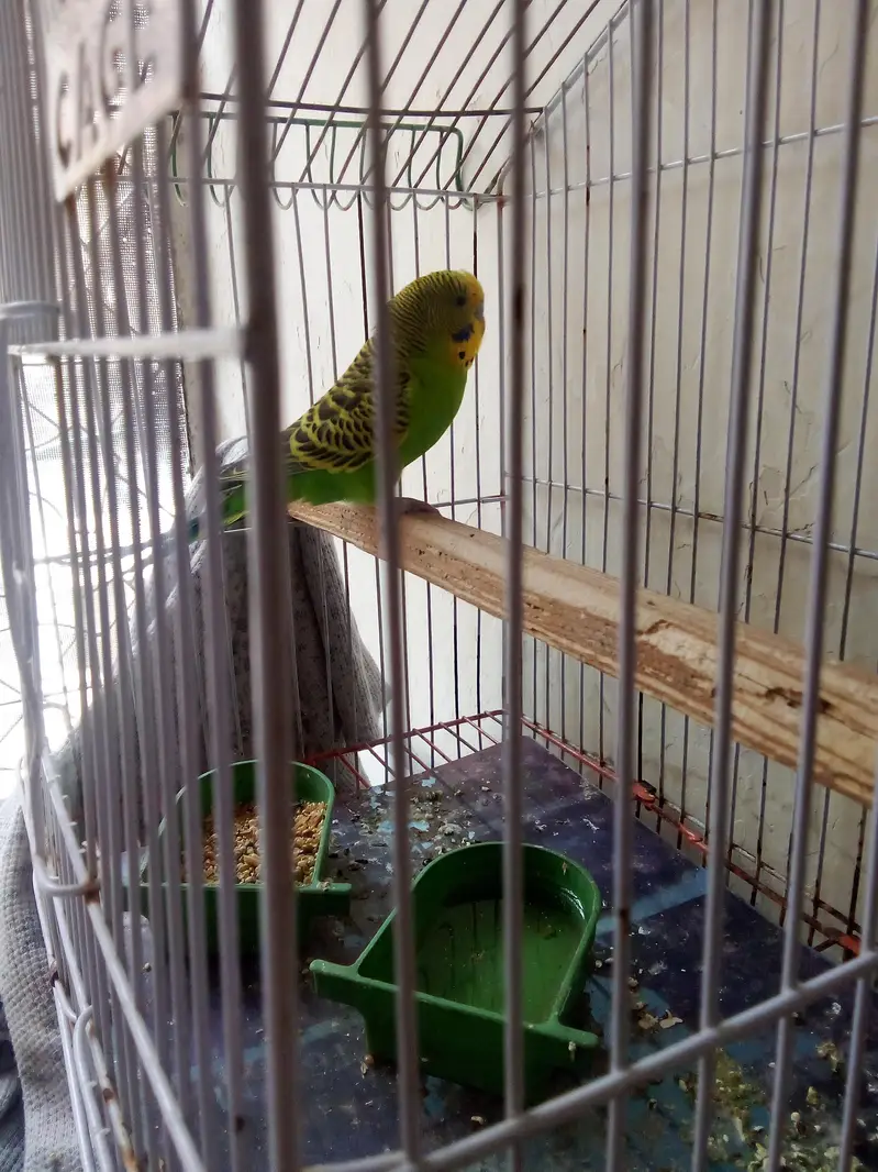 Hand team parrot with cage — photo 4