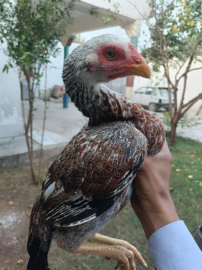 hight quality shamo cross Pathi