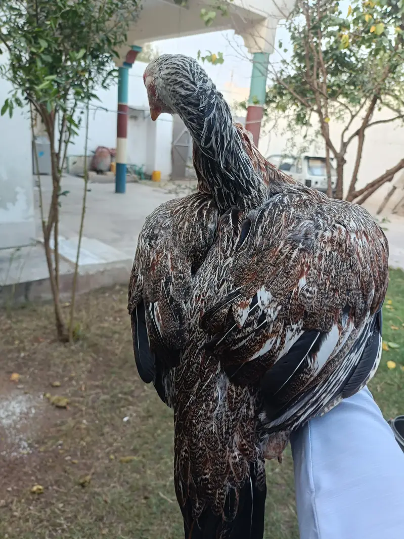 hight quality shamo cross Pathi — photo 3