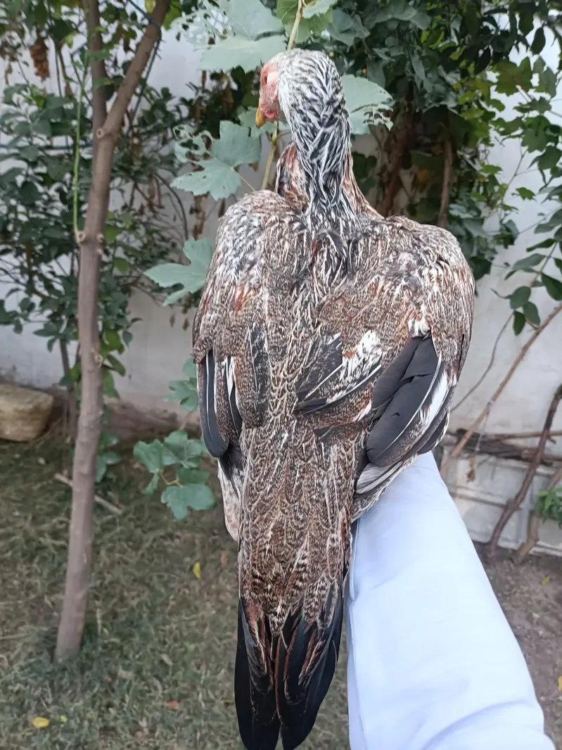 hight quality shamo cross Pathi — photo 6