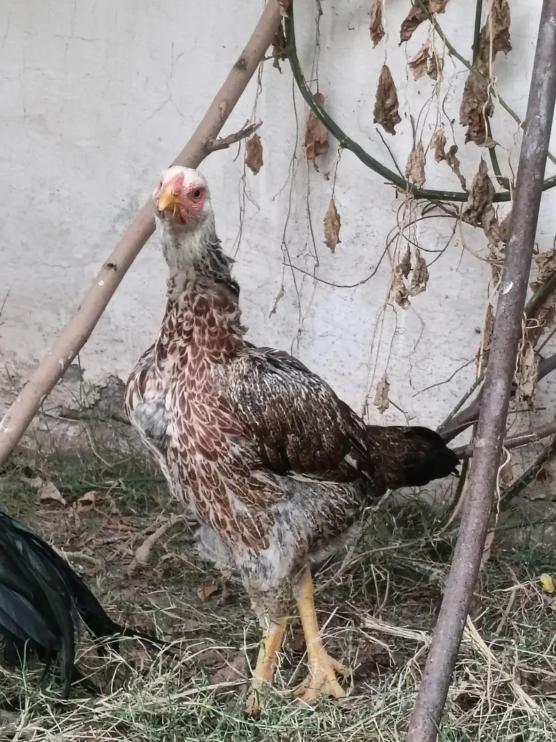 hight quality shamo cross Pathi — photo 7