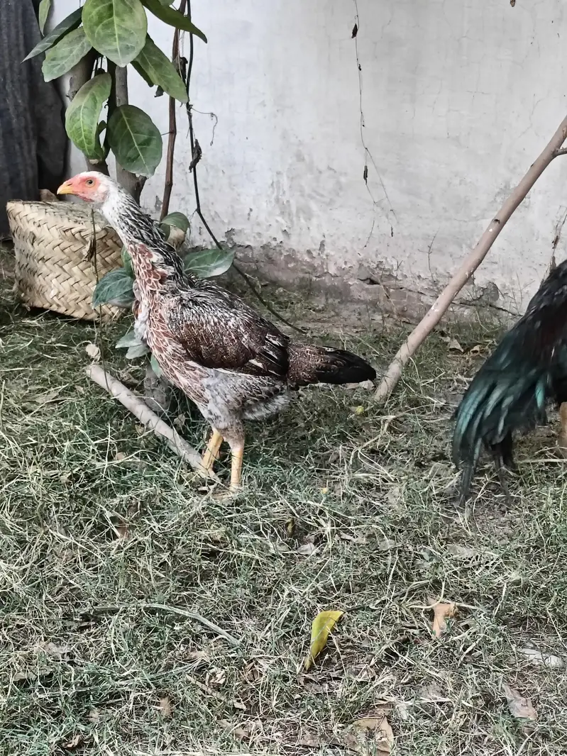 hight quality shamo cross Pathi — photo 8