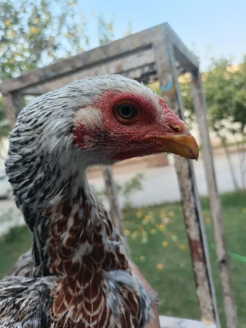hight quality shamo cross Pathi — photo 9