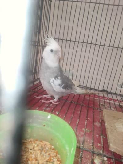 cocktail breeder pair with history