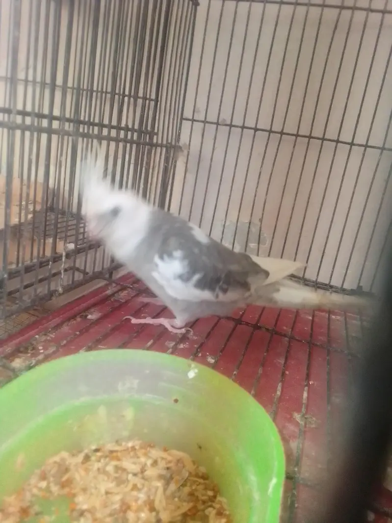cocktail breeder pair with history — photo 2