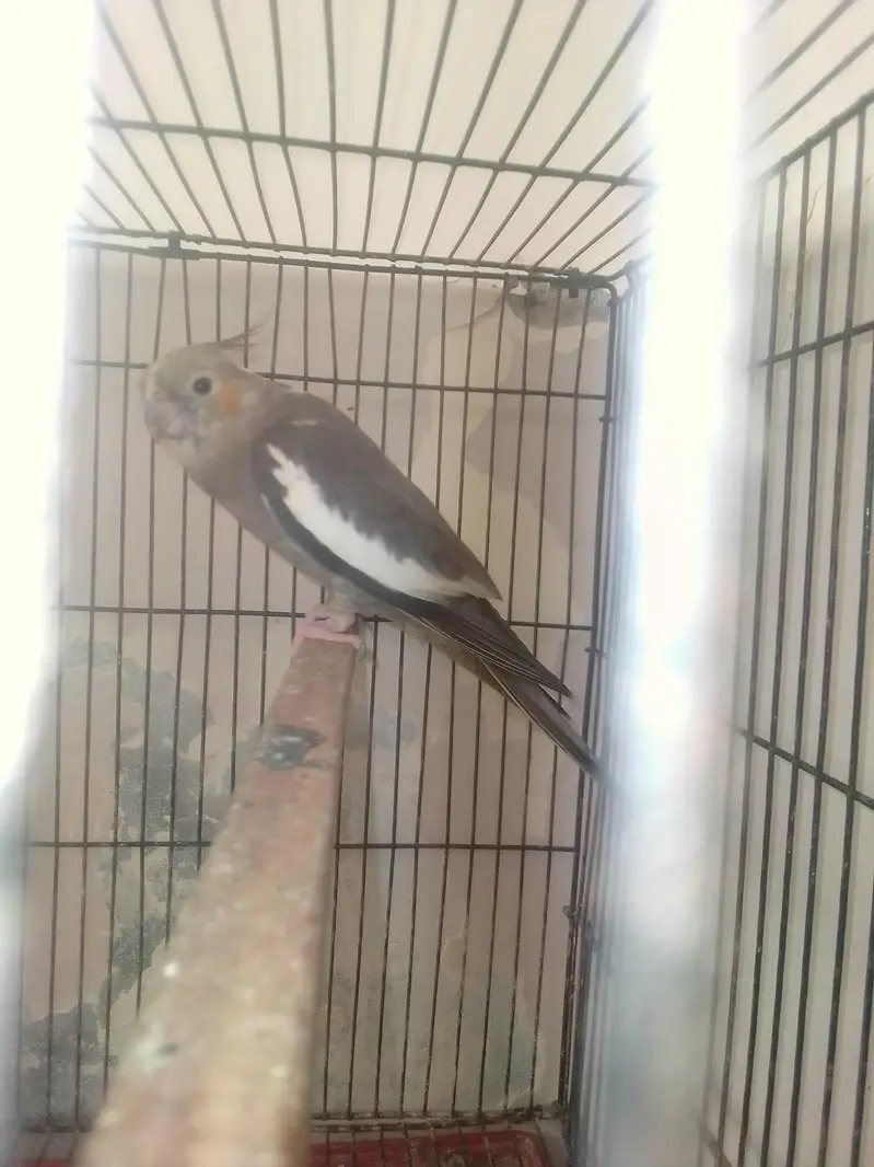 cocktail breeder pair with history — photo 4