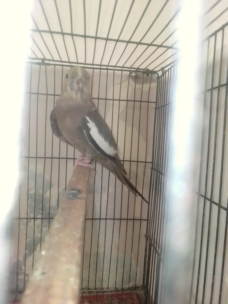 cocktail breeder pair with history — photo 5