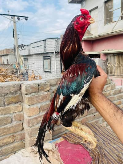 Miawali topla 2500Mohra