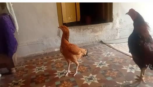 8 egg for 2000