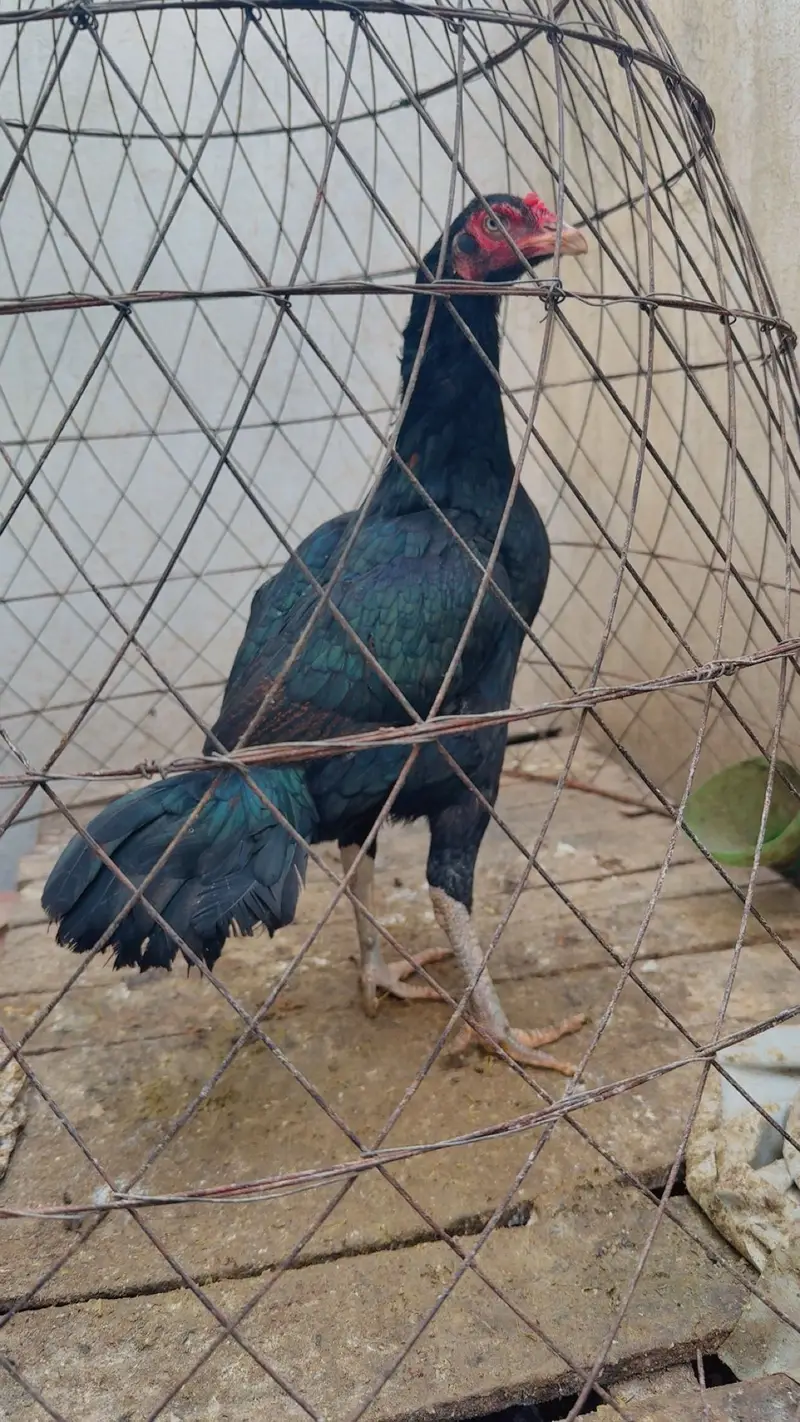 Quality aseel hen — photo 2