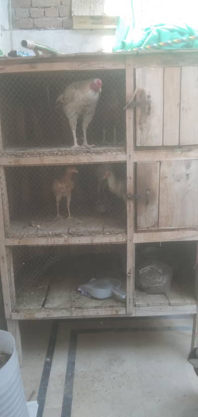 Solid 6x4 wooden cage for birds