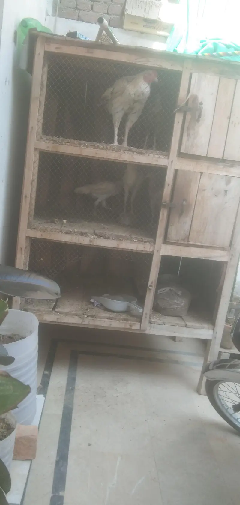 Solid 6x4 wooden cage for birds — photo 2