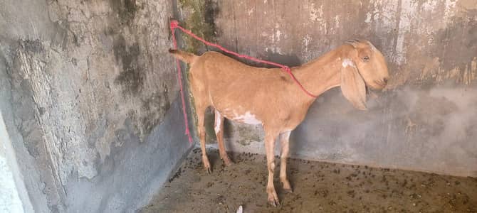 Goat For Sell