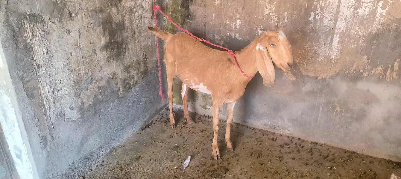 Goat For Sell — photo 2