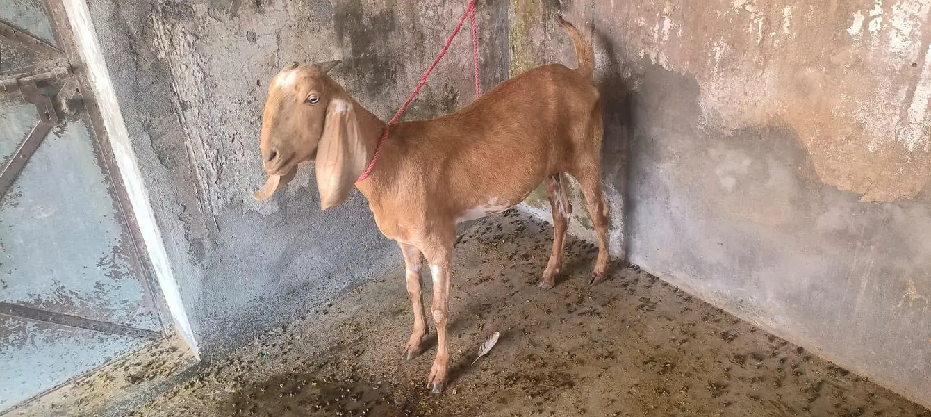 Goat For Sell — photo 3