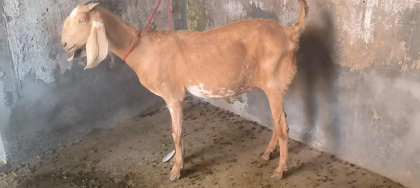 Goat For Sell — photo 4