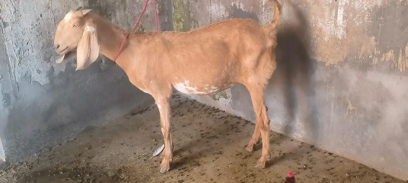 Goat For Sell — photo 5